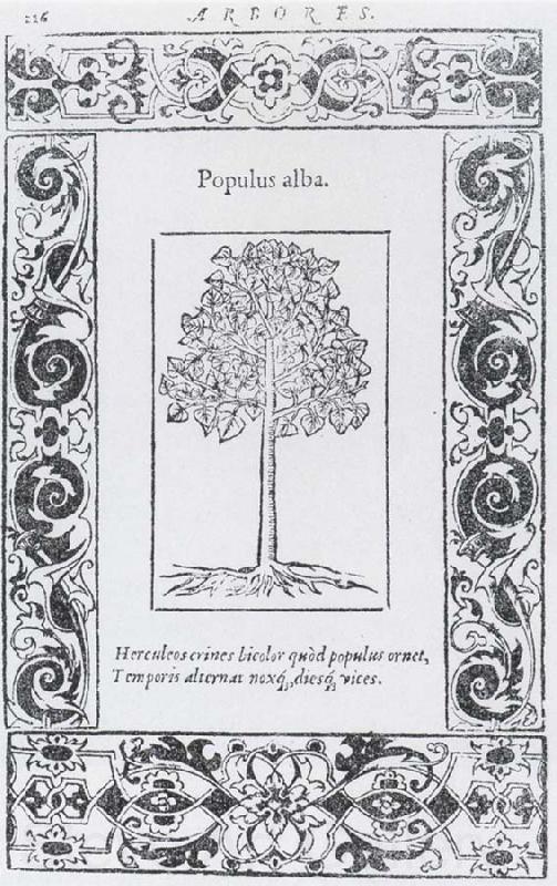 unknow artist Populus alba